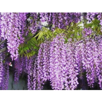 GLICYNIA WISTERIA CHIŃSKA fioletowa - sadzonki 10 / 15 cm